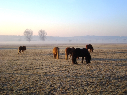 Isis auf der Winterweide
